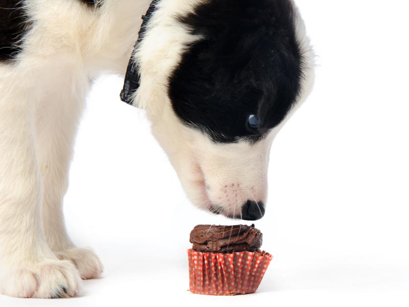 Síntomas de intoxicación por chocolate en perros