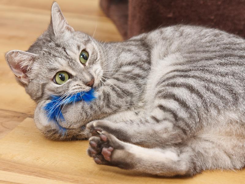 ¿Por qué los gatos patean sus patas traseras mientras juegan?